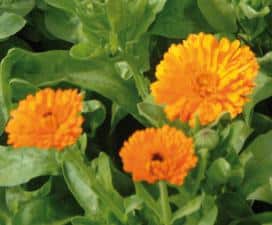 Ringelblume Calendula